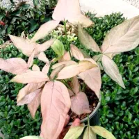 گل و گیاه هدیه روز مادر|گل و گیاه طبیعی|بیرجند, |دیوار