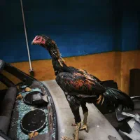 لاری اوشامو