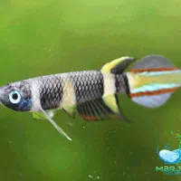 ماهی کیلی دلقک