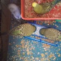 مرغ عشق|پرنده|چادگان, |دیوار