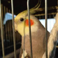 عروس هلندی