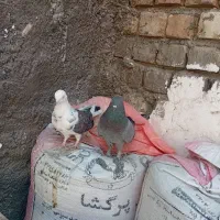 کفتر فروشی|پرنده|قم, قلعه کامکار|دیوار