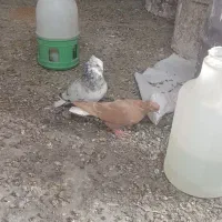 هفت‌رنگ دم سفید