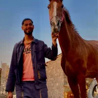 اسب|اسب و تجهیزات اسبسواری|خواف, |دیوار
