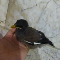 1عدد مرغ مینا