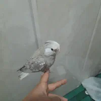 عروس هلندی سرلاکی