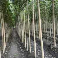 نـهـال صـنـوبـر سرمایهگذاری بلندمدت و مطمئن|خدمات باغبانی و درختکاری|خمین, |دیوار