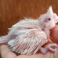 جوجه سرلاکی عروس طوطی|پرنده|کلاردشت, |دیوار