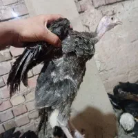جوجه ۳ماهه