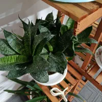 گل زیبا|گل و گیاه طبیعی|طرقبه, |دیوار