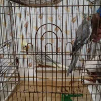 دو عدد عروس هلندی لوتینو نرو ماده و دو عددگل باقال|پرنده|رشت, کوی حسینی|دیوار