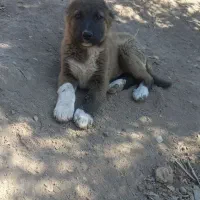 توله سگ|سگ|پیشوا, |دیوار