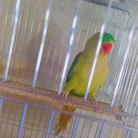 شاه طوطی و ماده ملنگو|پرنده|محمدبار, |دیوار