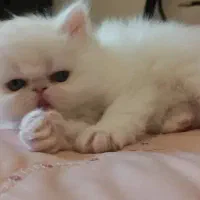 بچه گربه پرشین