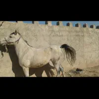 مادیان کیانا