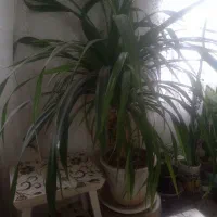 گل گندمی بزرگ و سرحال