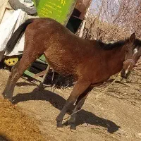 کره مادیان ۱۴ماه