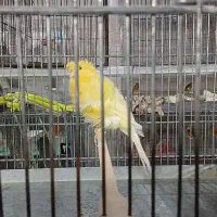 قناری فر|پرنده|یزد, |دیوار