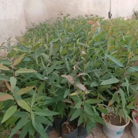 نهال اکالیپتوس(بید)چوب سفید