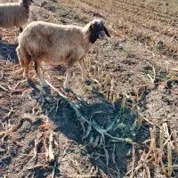 میش سنجابی چپر|حیوانات مزرعه|دشت ذهاب, |دیوار