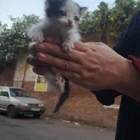 واگذاری بچه گربه