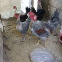 سلام ۴ عدد مرغ وخروس گردن لخت جوان