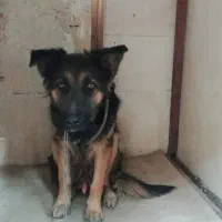 واگذاری سگ ژرمن