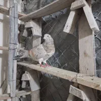 سلام دوستان