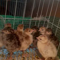 جوجه بوقلمون
