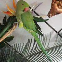 طوطی ملنگو|پرنده|ساوه, |دیوار