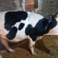 گاو ماده سیمینتال