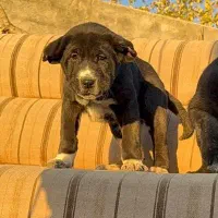 توله سگ الابای روسی