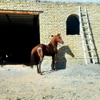 اجاره اصطبل اسب