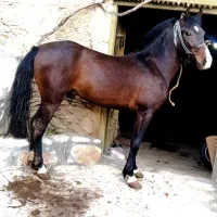 اسب