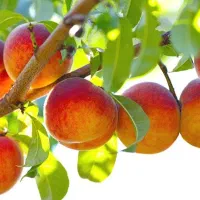 ازتولــید تا فروش|خدمات باغبانی و درختکاری|ورزقان, |دیوار