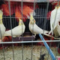 پنج عدد عروس هلندی جوجه آس