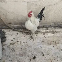 خروس فونیکس