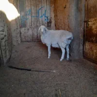 گوسفند، میش، بره