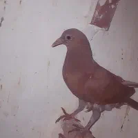 کفتر|پرنده|راور, |دیوار