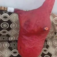 نی هنبول|سازهای بادی|آبادان, |دیوار