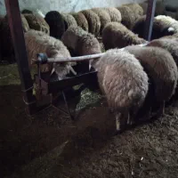 ۲۰ عدد بره نر|حیوانات مزرعه|مشگین شهر, |دیوار