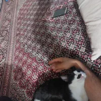 گربه تاکسیدو دی اس اچ ماده