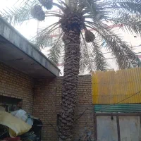 نخل رایگان ببر
