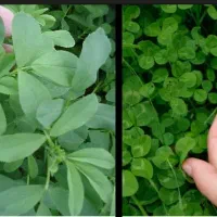 شبدربرسیم ضمانتی...یونجه کریس asl|عمدهفروشی|رشت, پارک شهر|دیوار