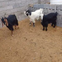 ۳ راس کهره فروشی