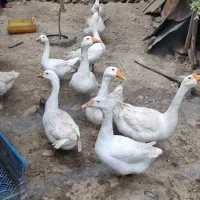 ۷تا قوغاز و ۳تا غاز محلی
