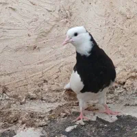 طوقی مشکی|پرنده|مریوان, |دیوار