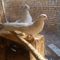 کبوتر|پرنده|بندر ماهشهر, |دیوار