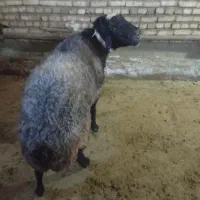 قوچ شال اصیل