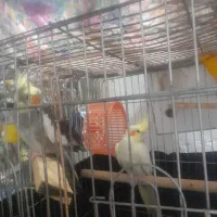 عروس هلندی مولد با جوجه